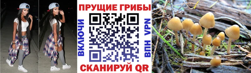 hydra зеркало  Шадринск  Псилоцибиновые грибы Cubensis 